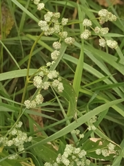Chenopodium betaceum