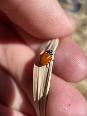 Hippodamia convergens