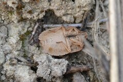 Eurygaster austriaca