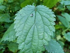 Muscidae