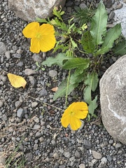 Papaver radicatum