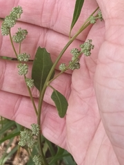 Chenopodium betaceum