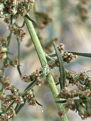 Hemiptera
