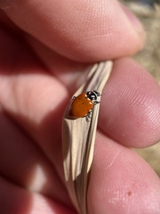 Hippodamia convergens