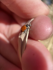 Hippodamia convergens