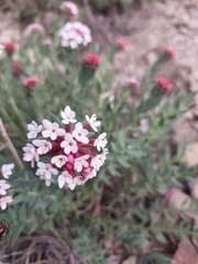 Stellera chamaejasme