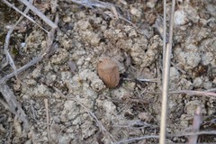 Eurygaster austriaca