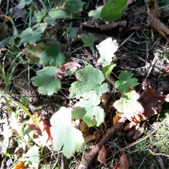 Ranunculus lanuginosus