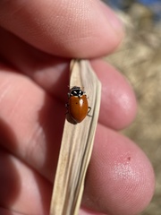 Hippodamia convergens