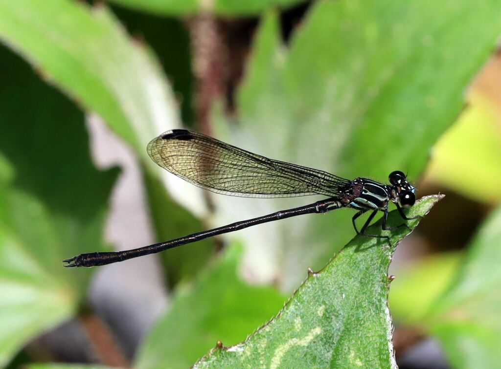 Miocora lugubris