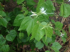 Bauhinia divaricata