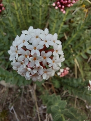 Stellera chamaejasme