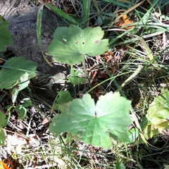 Ranunculus lanuginosus