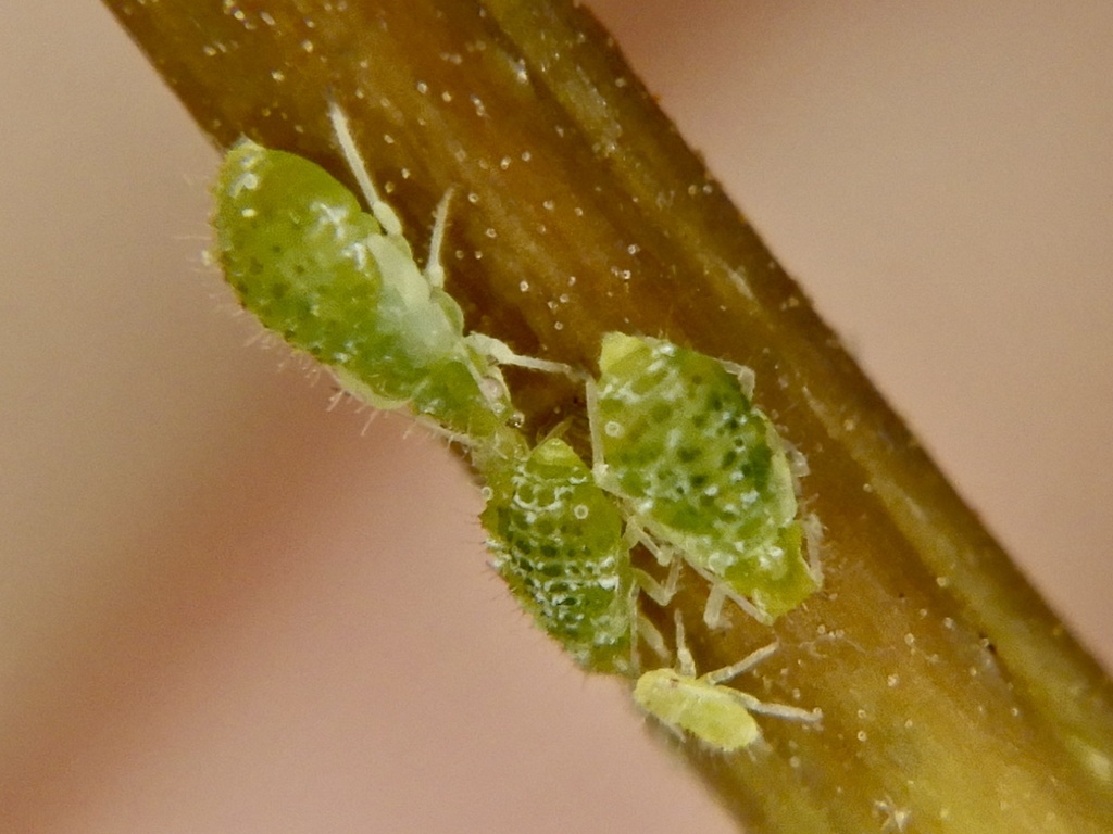 Tuberculatus kuricola