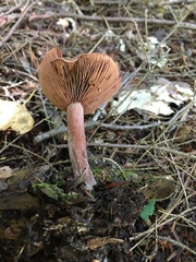 Lactarius camphoratus