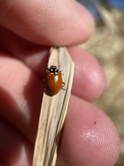 Hippodamia convergens