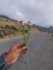 Stellera chamaejasme