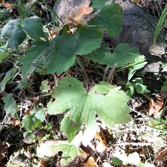 Ranunculus lanuginosus