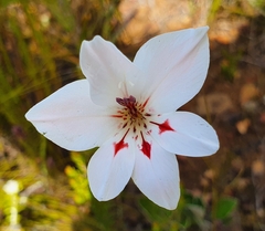 Gladiolus debilis