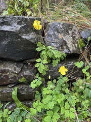 Papaver cambricum
