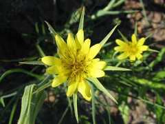 Tragopogon pratensis