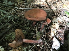 Lactarius camphoratus