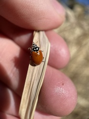 Hippodamia convergens