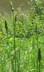 Tragopogon pratensis