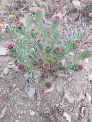 Stellera chamaejasme