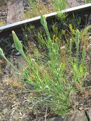 Tragopogon pratensis