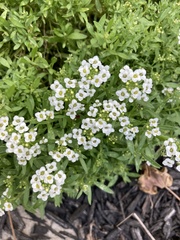 Lobularia maritima