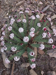 Stellera chamaejasme