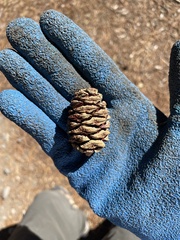 Sequoiadendron giganteum