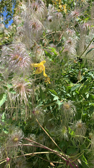 Clematis tangutica