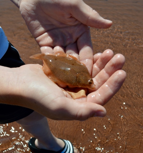 Geelstaartschar (Limanda ferruginea) — Pleuronectidae — 5