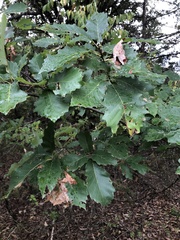 Quercus prinoides