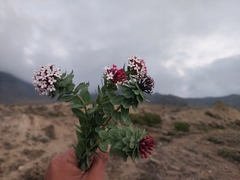 Stellera chamaejasme