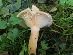 Lactarius mairei