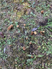 Laccaria bicolor
