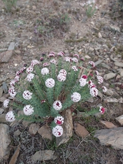 Stellera chamaejasme