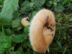 Lactarius mairei