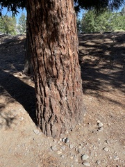 Sequoiadendron giganteum