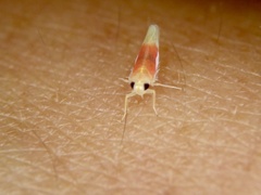 Alebrasca actinidiae