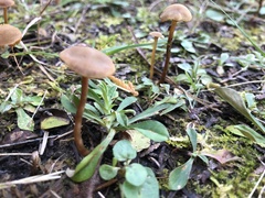 Laccaria bicolor