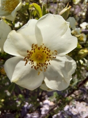 Rosa sericea