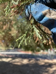 Sequoiadendron giganteum