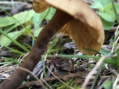 Laccaria bicolor
