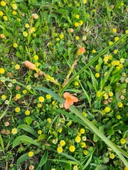 Moraea collina