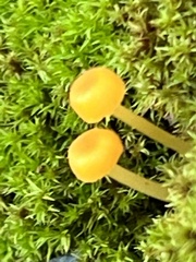 Gloioxanthomyces nitidus