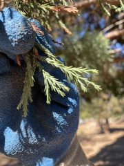 Sequoiadendron giganteum